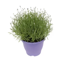 Lavender Angustifolia 26cm Purple Bowl