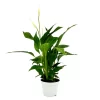 Spathiphyllum (Peace Lily) Houseplant - 13cm