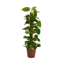 Scindapsus (Devils Ivy) 80cm Mosspole - Pot Size 19cm