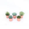 Succulents In Terracotta Pot 7 Cm