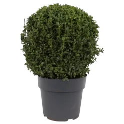 None Buxus Ball 6.5L