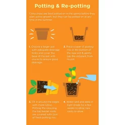 Westland Citrus Potting Mix Peat Free 8L -Garden Tool Store 14013785 1645003754507372