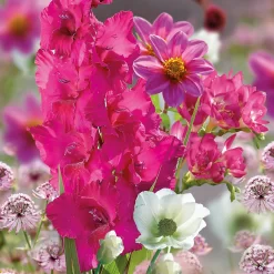 Collection Pretty Posy 5 Collection Pretty Posy -Garden Tool Store 14194650 4455015428951851