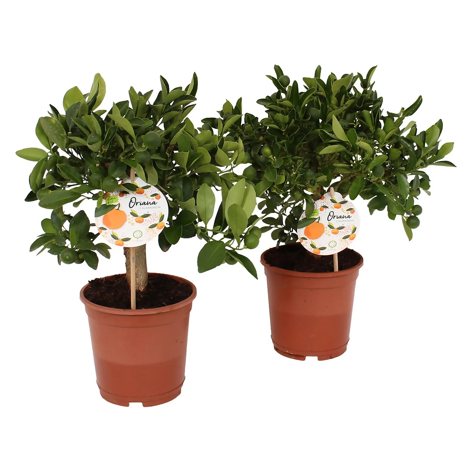 Citrus Calamondin And Lemon Trellis House Plant - 12Cm 1 Citrus Calamondin And Lemon Trellis House Plant - 12Cm