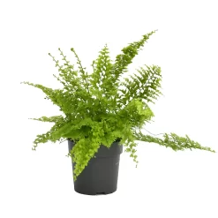 None Fern Mix 13cm -Garden Tool Store 14219577 4735026268704200