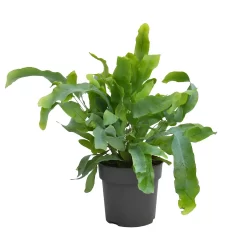 None Fern Mix 13cm -Garden Tool Store 14219577 5875026268657736