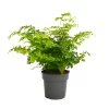 None Fern Mix 13cm