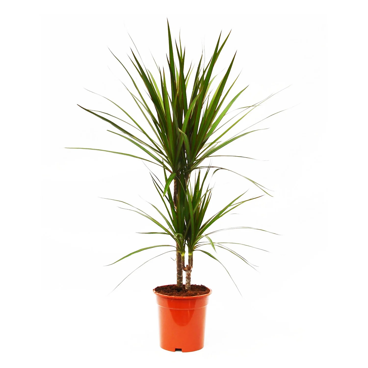 Dragon Plant 1 Dragon Plant