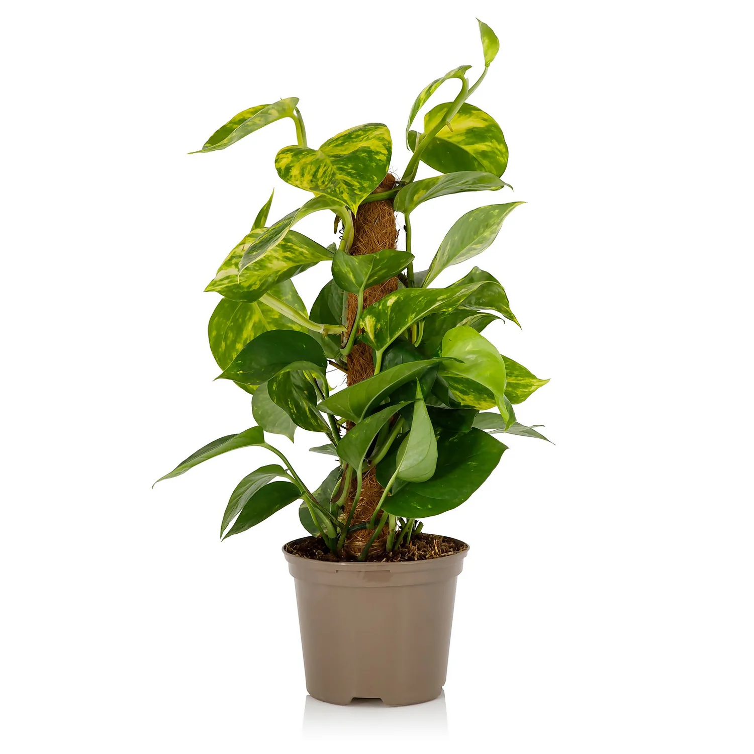 Scindapsus Moss Pole Scindapsus - 17cm 2 Scindapsus Moss Pole Scindapsus - 17cm - Image 2