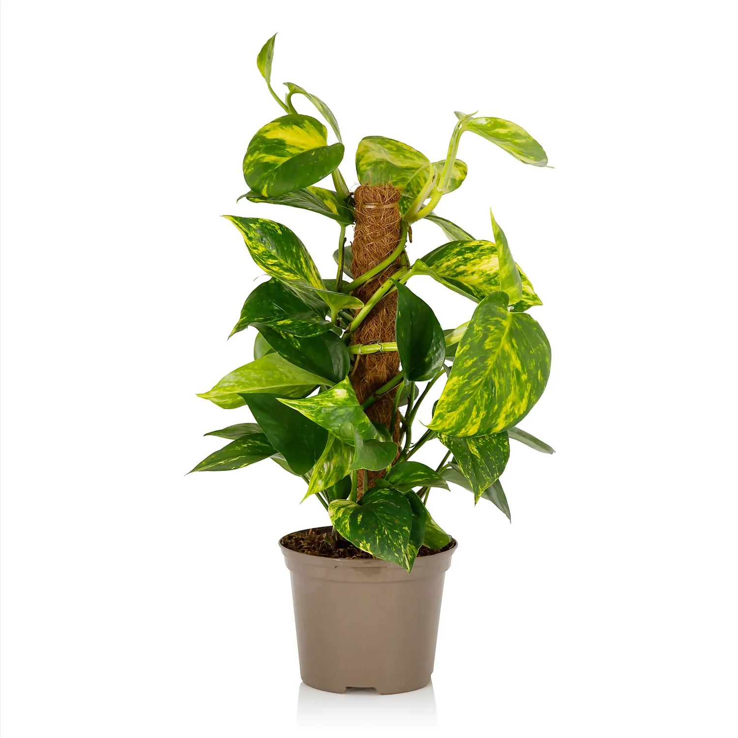 Scindapsus Moss Pole Scindapsus - 17cm 1 Scindapsus Moss Pole Scindapsus - 17cm