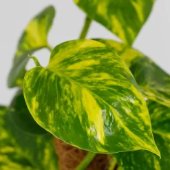 Scindapsus Moss Pole Scindapsus - 17cm 5 Scindapsus Moss Pole Scindapsus - 17cm -Garden Tool Store 14237630 6645054817695868