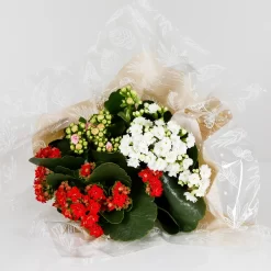 Gift Wrapped Kalanchoe - 12cm -Garden Tool Store 14237637 1215054817771063