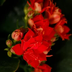 Gift Wrapped Kalanchoe - 12cm -Garden Tool Store 14237637 5045054817702570