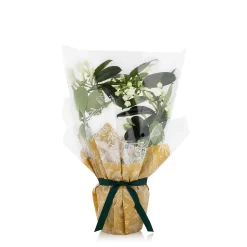 Gift Wrapped Stephanotis - 12cm