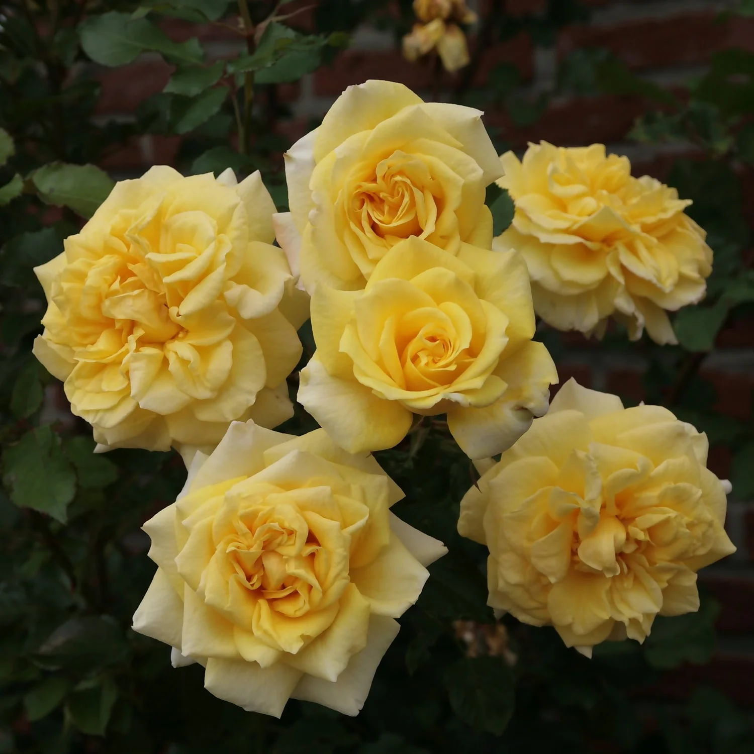 Rose Climbers Mix 5.5L 2 Rose Climbers Mix 5.5L - Image 2