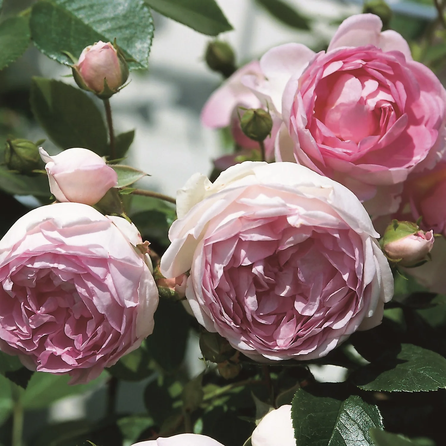 Rose Climbers Mix 5.5L 1 Rose Climbers Mix 5.5L