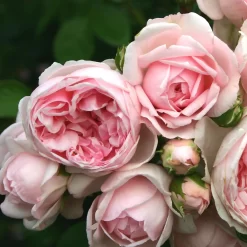 Rose Shrub Pink Mix 4.5L 13 Rose Shrub Pink Mix 4.5L -Garden Tool Store 14238156 1085058463663980