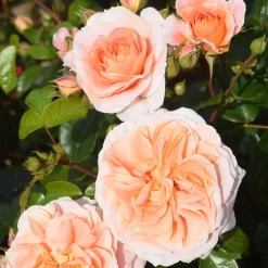 Rose Shrub Pink Mix 4.5L 10 Rose Shrub Pink Mix 4.5L -Garden Tool Store 14238156 1405058463517661