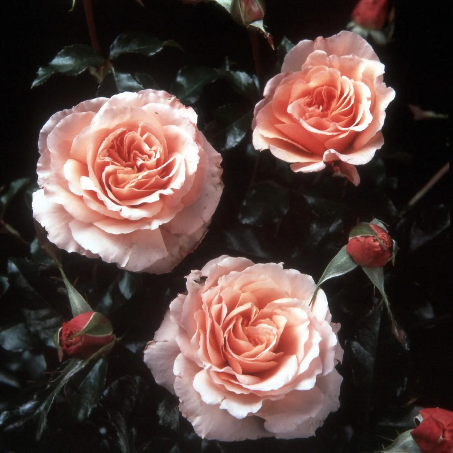 Rose Shrub Pink Mix 4.5L 2 Rose Shrub Pink Mix 4.5L - Image 2