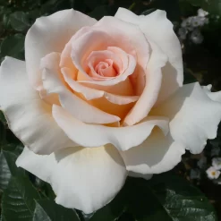 Rose Shrub Pink Mix 4.5L 12 Rose Shrub Pink Mix 4.5L -Garden Tool Store 14238156 4315058463620135