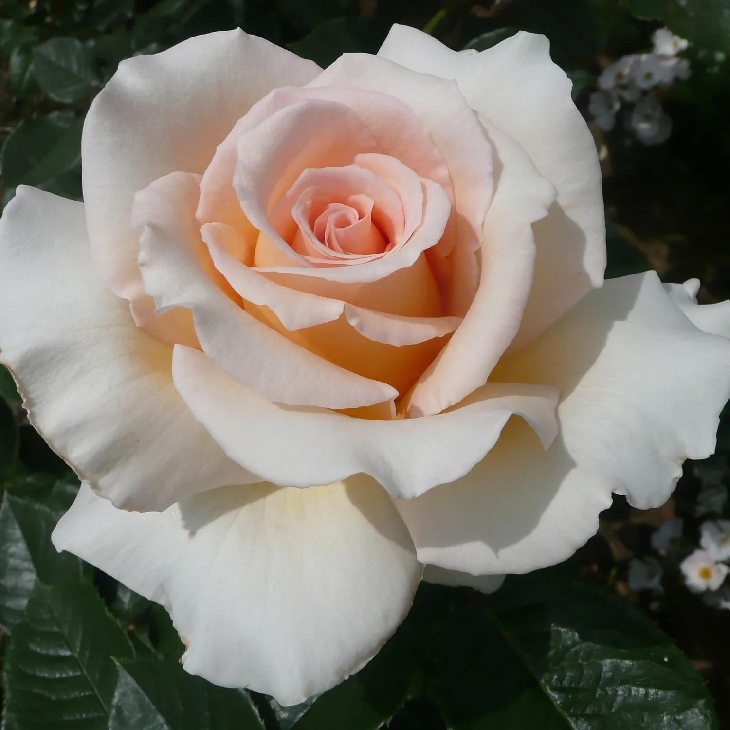 Rose Shrub Pink Mix 4.5L 5 Rose Shrub Pink Mix 4.5L - Image 5