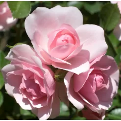 Rose Shrub Pink Mix 4.5L 11 Rose Shrub Pink Mix 4.5L -Garden Tool Store 14238156 6715058463570713