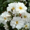 Rose Shrub White Mix 4.5L