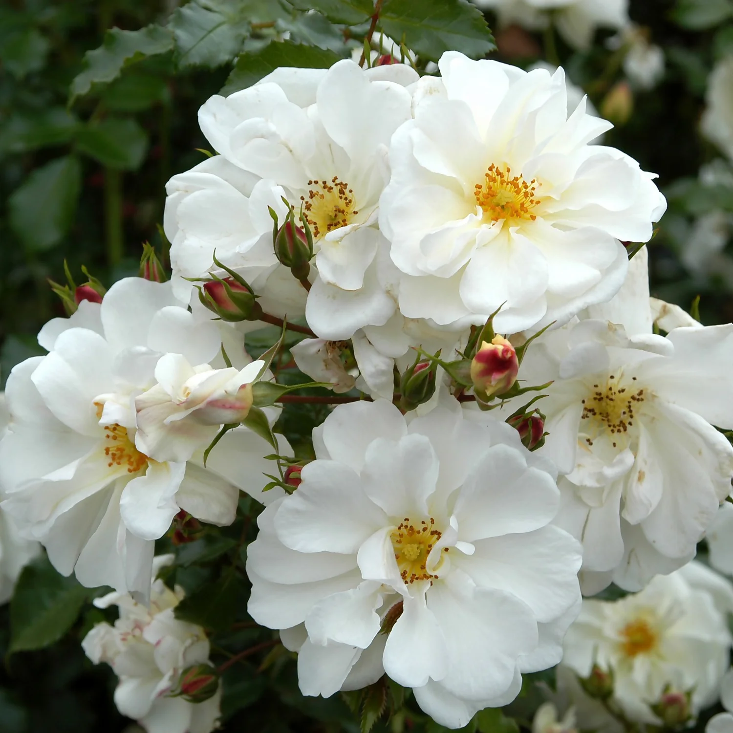 Rose Shrub White Mix 4.5L 1 Rose Shrub White Mix 4.5L