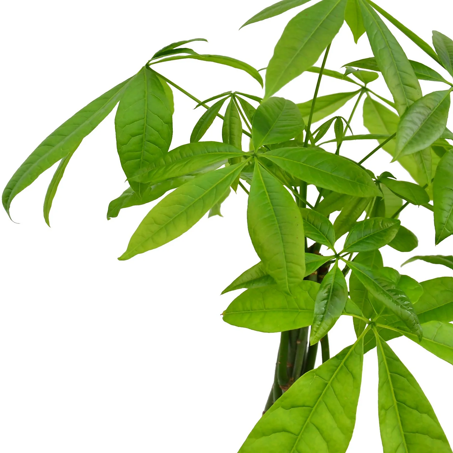 None Pachira Aquatica (Money Tree) - 17cm 2 None Pachira Aquatica (Money Tree) - 17cm - Image 2