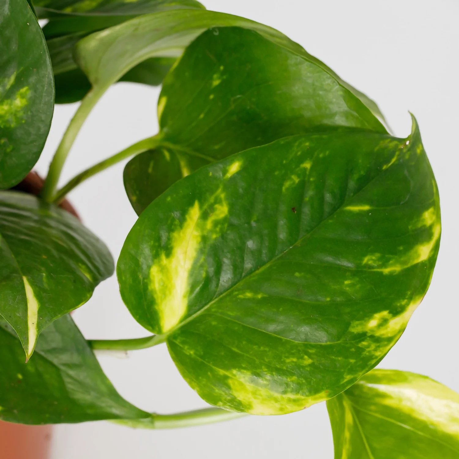 Scindapsus Trailing Mix - 13cm 5 Scindapsus Trailing Mix - 13cm - Image 5