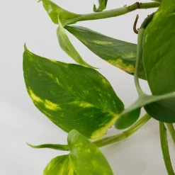 Scindapsus Trailing Mix - 13cm 8 Scindapsus Trailing Mix - 13cm -Garden Tool Store 14242804 5245054818349478