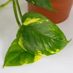 Scindapsus Trailing Mix - 13cm 7 Scindapsus Trailing Mix - 13cm -Garden Tool Store 14242804 6145054818308228