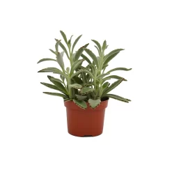 Kalanchoe Tomentosa (Panda Plant) In 12cm Pot
