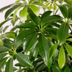 Schefflera - 17cm -Garden Tool Store 14616660 1275054817936558