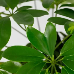 Schefflera - 17cm -Garden Tool Store 14616660 4995054817764004