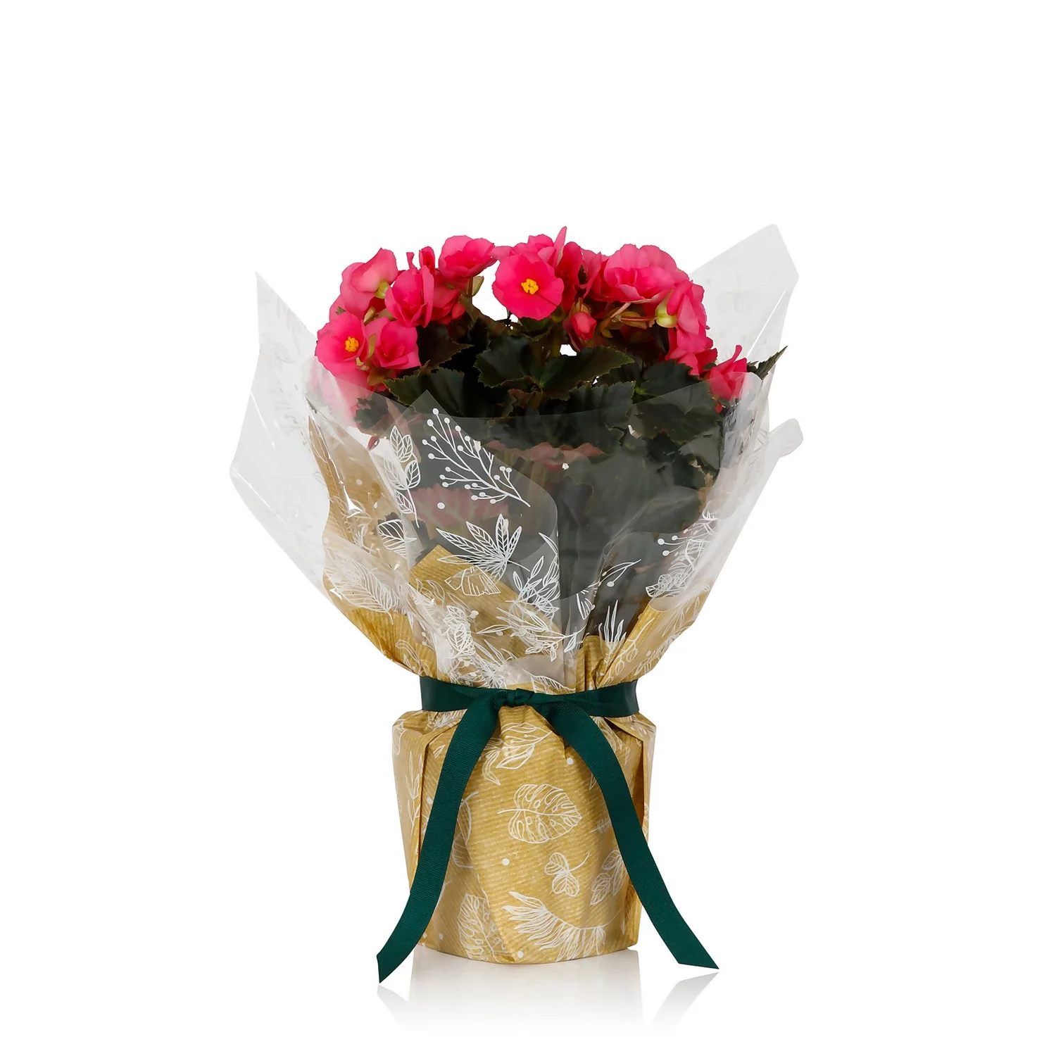 Gift Wrapped Begonia - 12cm 1 Gift Wrapped Begonia - 12cm