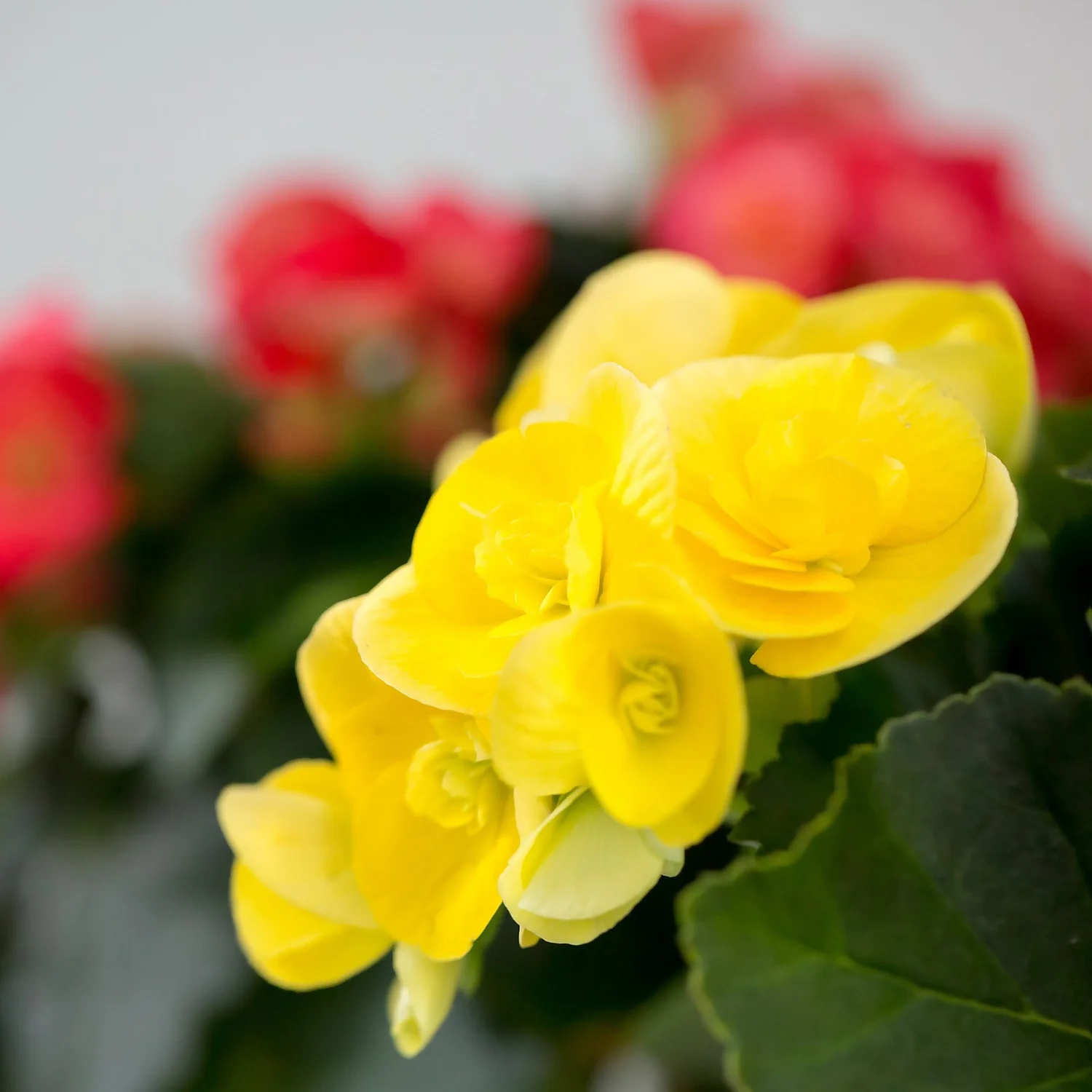 Gift Wrapped Begonia - 12cm 3 Gift Wrapped Begonia - 12cm - Image 3